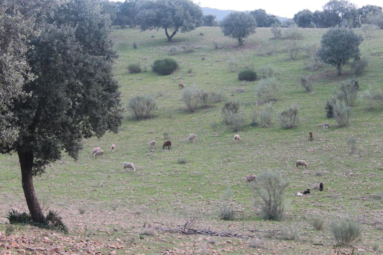 Casa Rural La Coscoja 梅里达 外观 照片